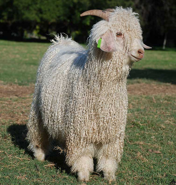 ¿Qué es el mohair? Origen, características y por qué es una de las fibras más lujosas del mundo